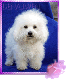 Bolognese - Daisy Aphia